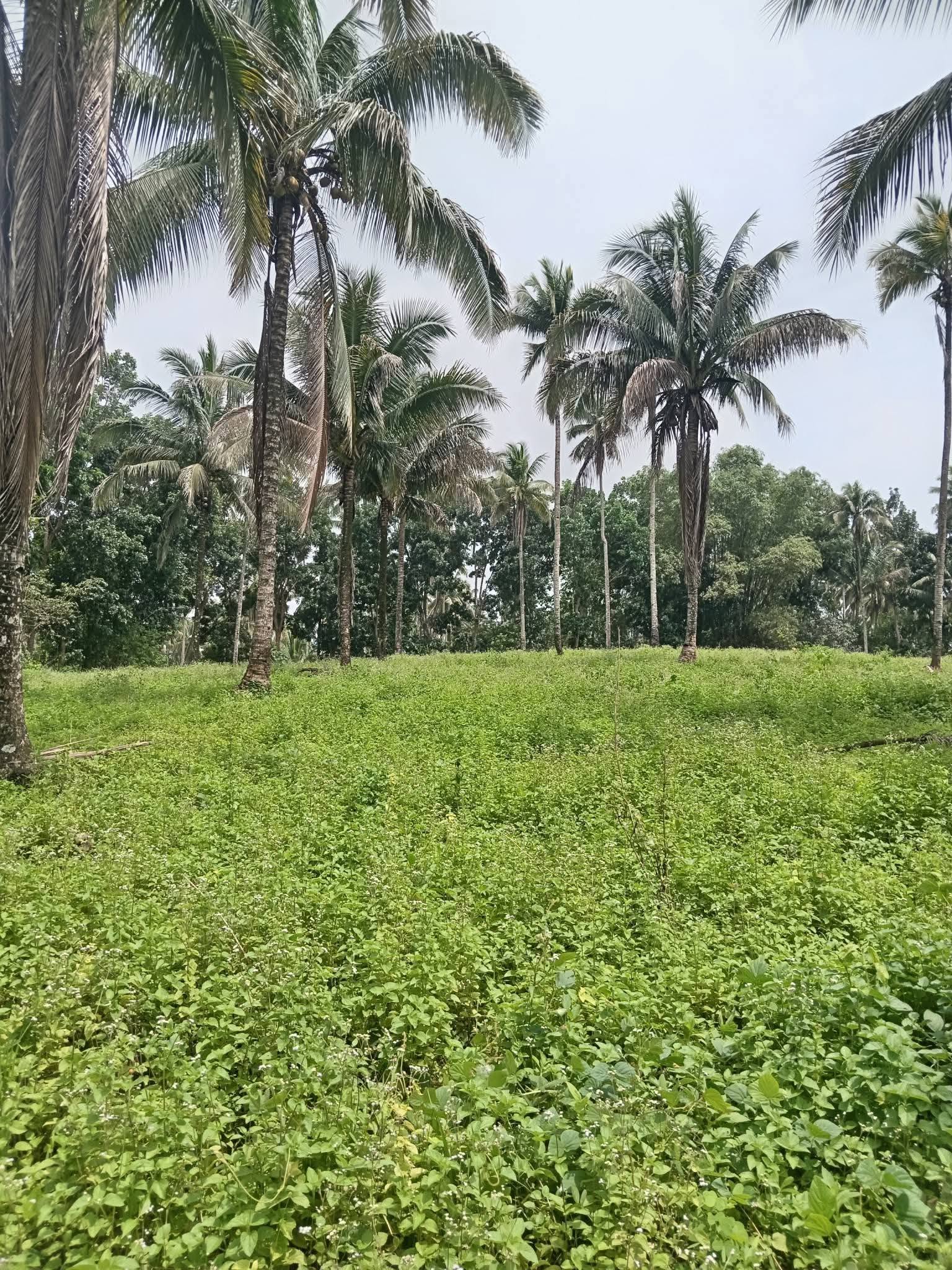 2 Hectares Farmland for Sale